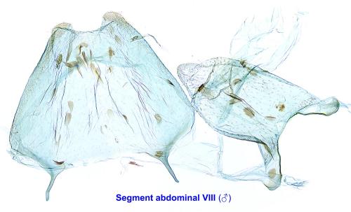 Réf. 302 081 : Filatima spurcella