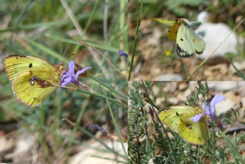 Colias alfacariensis