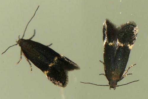 Aproaerema sp.