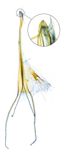 Heliozela sericiella