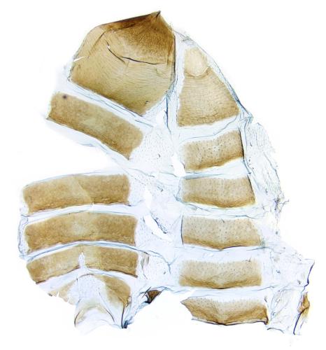 Heliozela sericiella