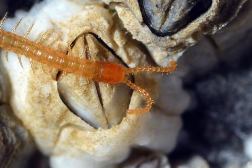 Hydroschendyla submarina
