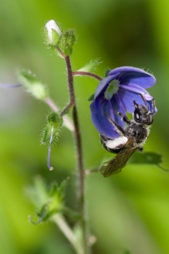 Réf. 302 266 : Andrena viridescens