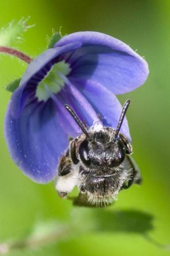 Réf. 302 267 : Andrena viridescens