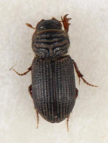 Rhyssemus germanus