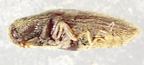Trixagus dermestoides