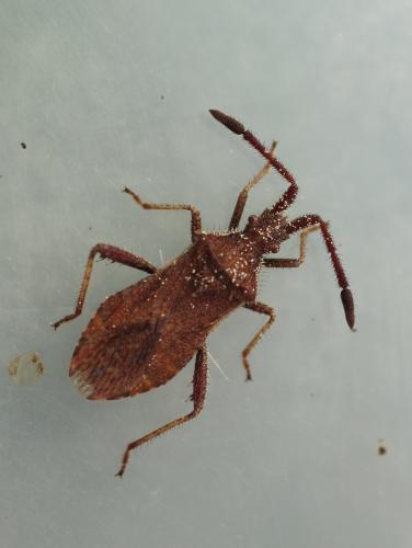 Coriomeris sp.