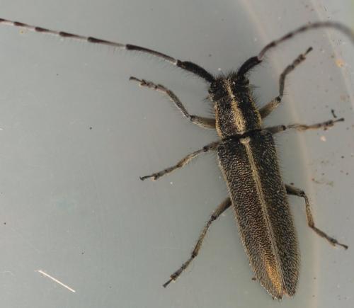 Agapanthia cardui