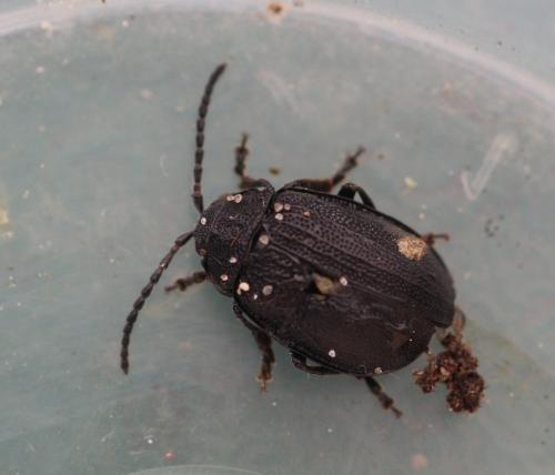 Réf. 302 233 : Galeruca tanaceti