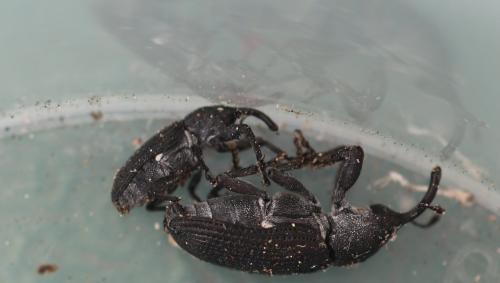 Réf. 302 236 : Magdalis memnonia