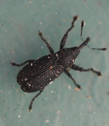 Réf. 302 235 : Magdalis memnonia