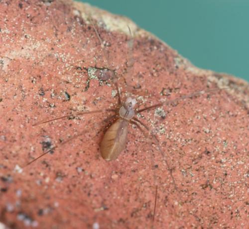 Réf. 302 327 : Pholcus opilionoides