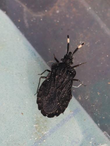 Aradus signaticornis