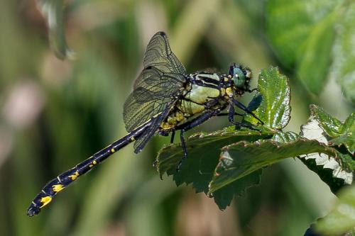 Réf. 302 344 : Gomphus vulgatissimus