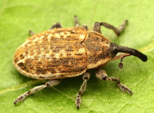 Larinus longirostris