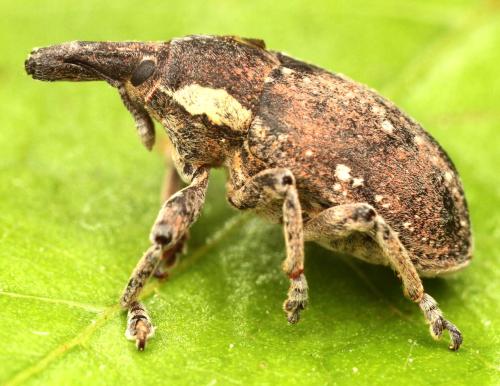 Réf. 302 031 : Larinus maurus
