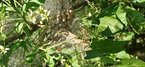Yponomeuta sp.