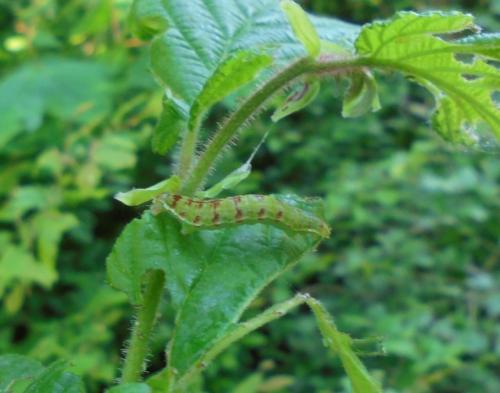 Epirrita sp.