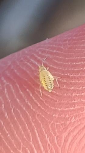 Réf. 302 212 : Eucallipterus tiliae