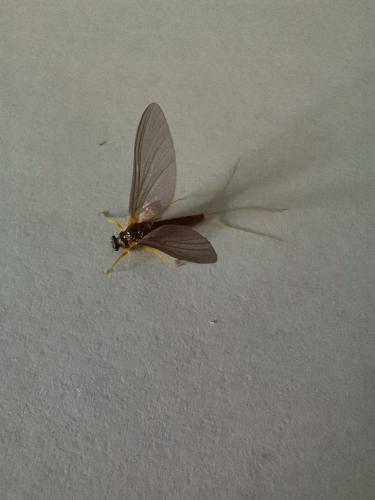 Torleya major