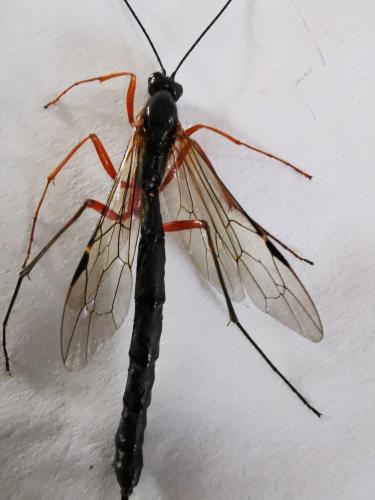 Dolichomitus imperator