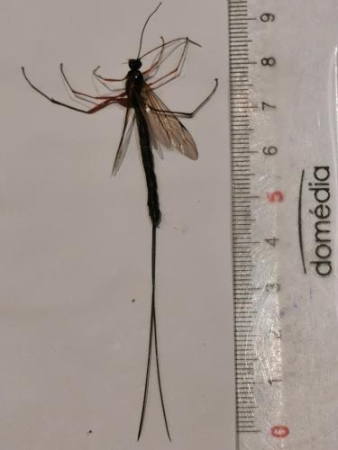 Dolichomitus imperator