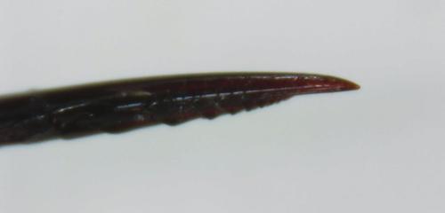 Réf. 302 677 : Dolichomitus imperator