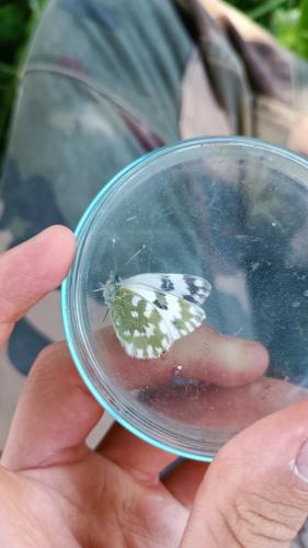 Réf. 302 843 : Pontia daplidice