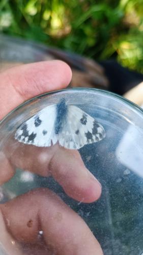 Réf. 302 841 : Pontia daplidice