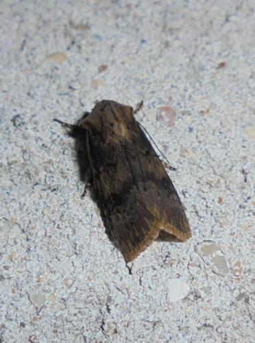 Réf. 302 655 : Agrotis puta