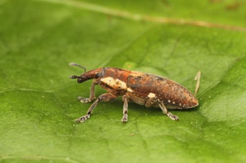 Réf. 302 455 : Lixus lateralis
