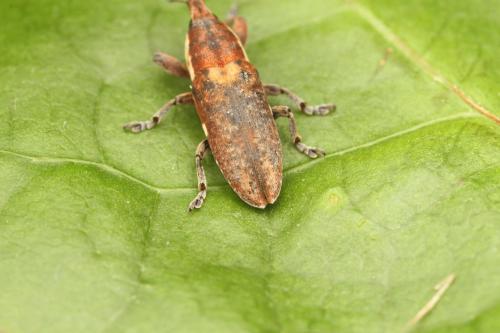 Réf. 302 456 : Lixus lateralis