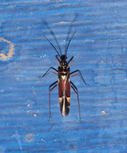 Réf. 302 566 : Cyllecoris histrionius