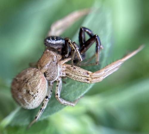 Xysticus sp.