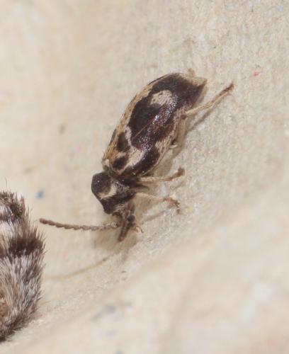 Réf. 302 759 : Ptinomorphus imperialis