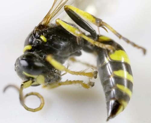 Réf. 302 317 : Gorytes planifrons
