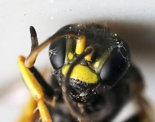 Gorytes planifrons