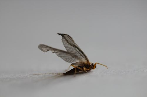 Torleya major