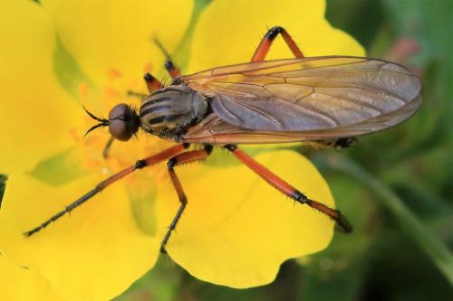Empis opaca