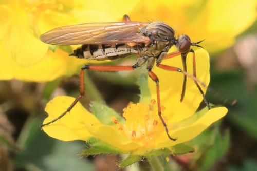 Empis opaca