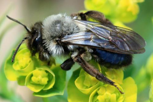 Réf. 302 932 : Andrena vaga