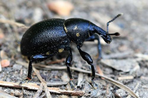 Liparus coronatus