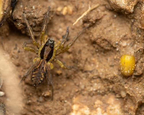 Hogna radiata