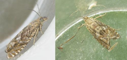 Réf. 302 755 : Dichrorampha sp.