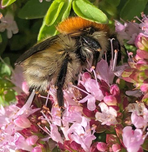 Bombus sp.