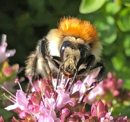 Bombus sp.
