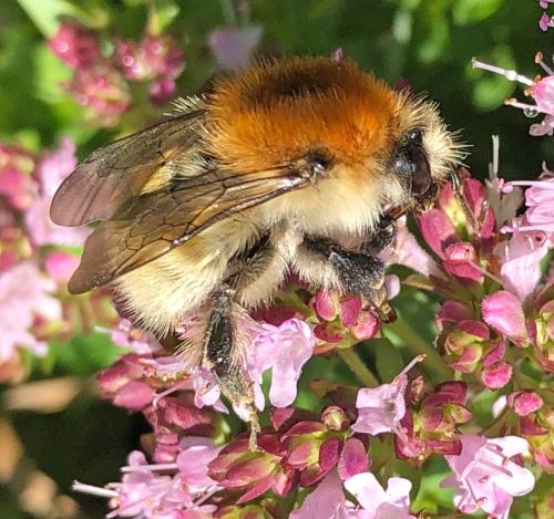 Bombus sp.