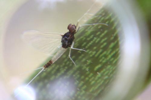 Réf. 302 543 : Baetinae inconnu