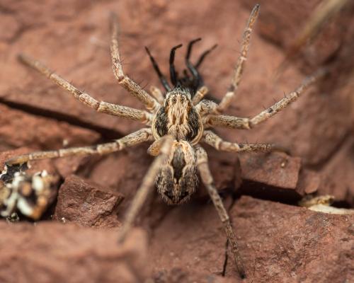 Réf. 302 737 : Thanatus sp.
