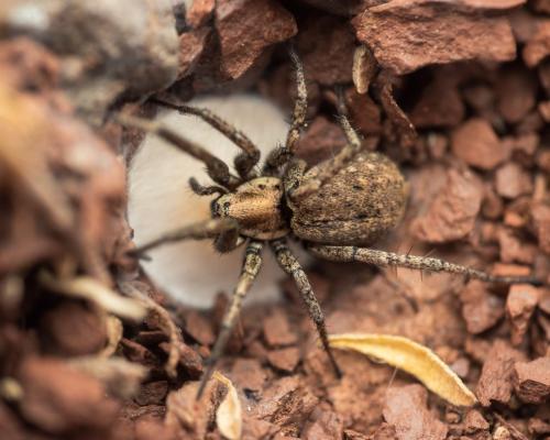 Nomisia sp.